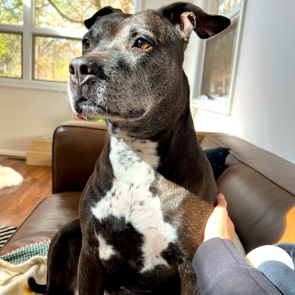 ISO Help For Siren 🙏🏼🫶🏻 - Picture 3 of 6